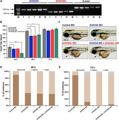 Two HCN4 Channels Play Functional Roles in the Zebrafish Heart